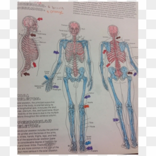 Axial & Appendicular Skeletal System - Skeleton, HD Png Download