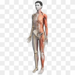Female Anatomy With Muscular Skeletal System Highlighted - Anatomy, HD Png Download