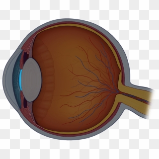 The Pupil Is The Dark Opening In The Iris That Determines - Eye Structure Png, Transparent Png