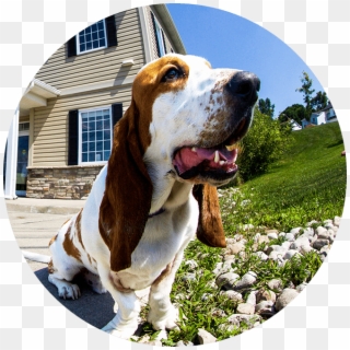 Seely Vp Of Smiles - Basset Hound, HD Png Download