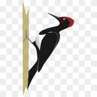Woodpecker Png - Woodpecker Bird Vector Png, Transparent Png