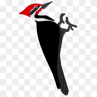 Download Woodpecker Png Pic - Clipart Woodpecker Black And White, Transparent Png