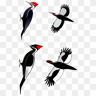 Woodpecker's Logo, HD Png Download