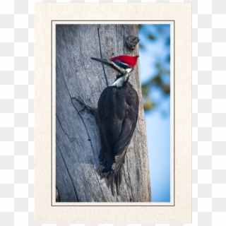 Pileated Woodpecker, HD Png Download