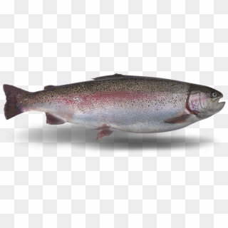 Rainbow Trout Oncorhynchus Mykiss - Coastal Cutthroat Trout, HD Png Download