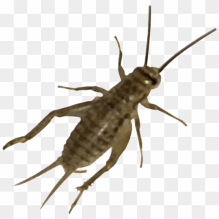 Live Crickets - Mosquito, HD Png Download