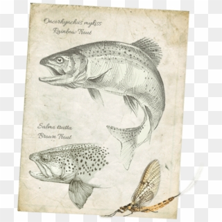 In 1980 Some Provincial Conservation Organizations - Trout, HD Png Download