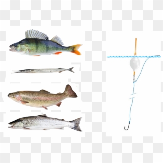 Perch, Garfish, Rainbow Trout And Salmon - Trout, HD Png Download