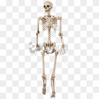 Download Full Skeleton Model Png Images Background - Skeleton Decoration, Transparent Png