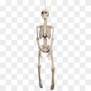 Human Skeleton Decoration - Esqueletos Decoracion, HD Png Download