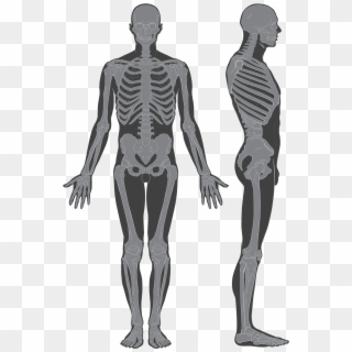 Human Skeleton With Flesh , Png Download - Human Skeleton With Flesh, Transparent Png
