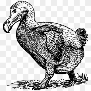 Dodo Bird Wings Extinct Feathers Animal Wildlife - Dodo Bird Black And White, HD Png Download