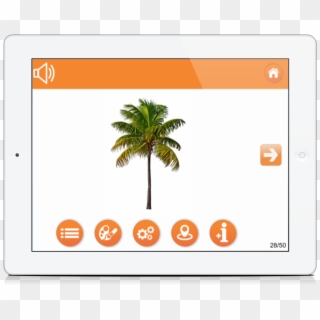 Palm Tree - Attalea Speciosa, HD Png Download