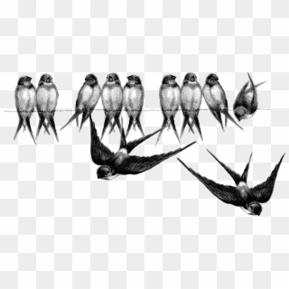 Fairy Bird Png Picture - Swallows On A Line, Transparent Png
