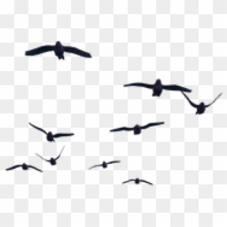 Birds Flying For Photoshop, HD Png Download