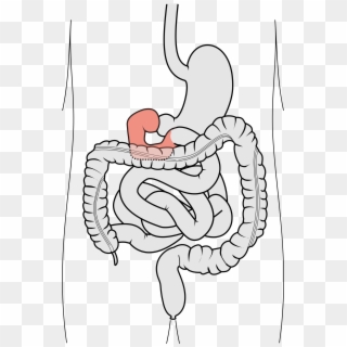 Small Intestine - Digestive System - 12 Finger Tarm, HD Png Download
