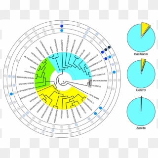 Rotary Phylogenetic Representation Of The Predominant - Circle, HD Png Download