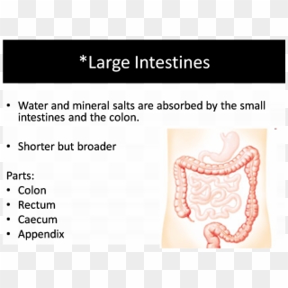The Following A Clip Showing How Colonscopy - Large Intestines, HD Png Download