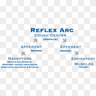 Center For Cough Reflex Arc - Cough Receptor, HD Png Download