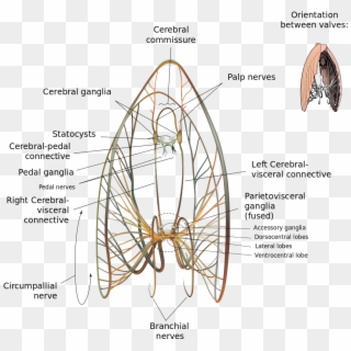 Scallop Neurological Diagram - Nervous System Of Tilapia, HD Png Download