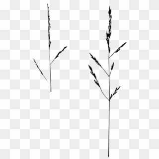 Game Grass Isolated Nature Grass Ear Blade Of Grass - Twig, HD Png Download