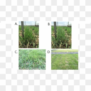 Detection Of Blade Length On The Plug And Mowed Zoysiagrass - Lawn, HD Png Download