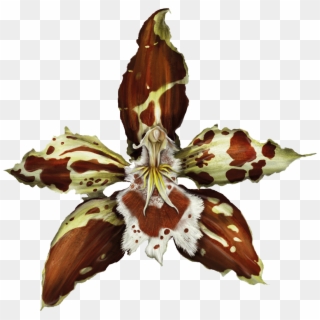 Flor De Bogotá - Orquídeas De Cundinamarca, HD Png Download