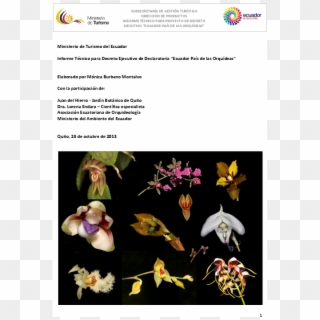 Pdf - Moth Orchid, HD Png Download