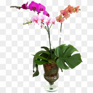 Fotos Orquideas - Orquídea Em Vaso De Vidro, HD Png Download