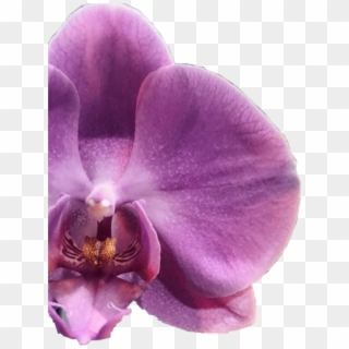#flower #orquídeas #orquidea #irapuato #beautifull - Phalaenopsis Sanderiana, HD Png Download