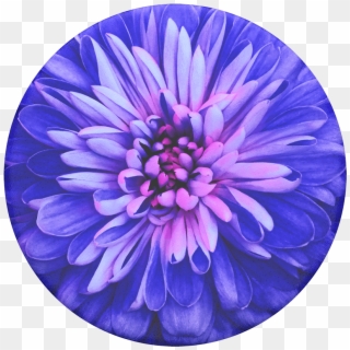 Be A Dahlia, Popsockets - Red Flower No Background, HD Png Download