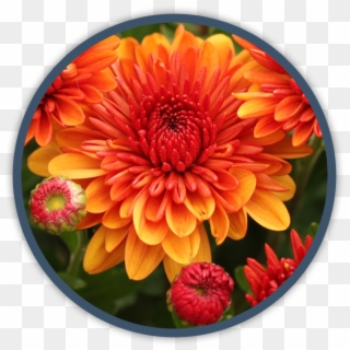 Annual Fall Color - Dahlia, HD Png Download