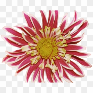 Chrysanthemum Clipart Pink Dahlia - Dahlia, HD Png Download