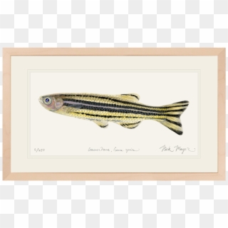 Original Watercolor Painting Nick - Striper Bass, HD Png Download