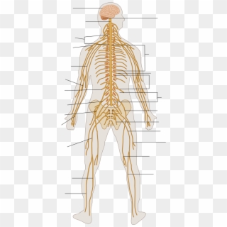 Te-nervous System Diagram Unlabeled - Nervous System Diagram, HD Png Download