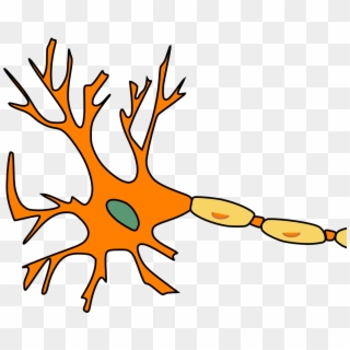 Neuron Pixabay 02052019 - Aufbau Einer Nerven Zelle, HD Png Download