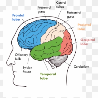 Four Lobes Of The Brain In The Front We Have The Frontal - Nervous System Brain Parts, HD Png Download