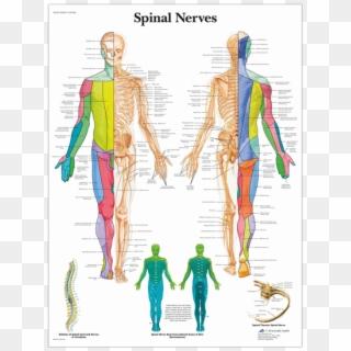 Anatomical Chart - Spinal Nerves - Nerves Map, HD Png Download