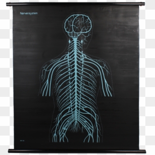 Vintage Nerves School Poster - Skeleton, HD Png Download