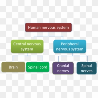 2 Human Nervous System - Classification Of Human Nervous System, HD Png Download