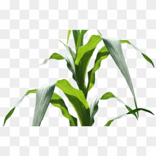 Maize, HD Png Download