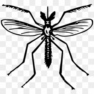 Clip Art Of Mosquito, HD Png Download