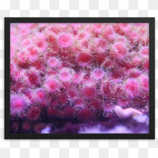 Pink Anemone Explosion On Photo Poster Paper And Framed - Chrysanths, HD Png Download