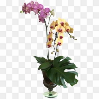 Orquídeas Vaso De Vidro - Moth Orchid, HD Png Download