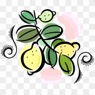 Vector Illustration Of Citrus Fruit Lemons Growing, HD Png Download