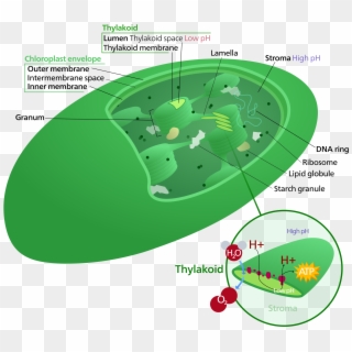 Chloroplast Dna , Png Download - Location Of Chloroplast In A Plant Cell, Transparent Png