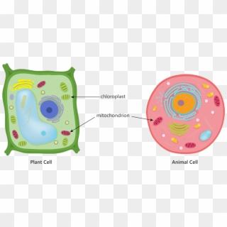 Animal Plant Cell Mitochondria Chloroplast Respiration - Plant And Animal Cells Photosynthesis Respiration, HD Png Download