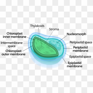 My Dream Vacation As Claire The Chloroplast - 4 Membrane Chloroplast, HD Png Download