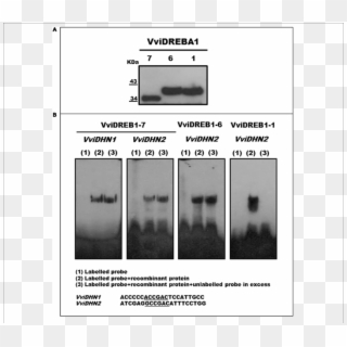 Chloroplast Transparent Unlabelled - Monochrome, HD Png Download