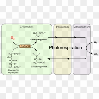 Process Of Photorespiration, HD Png Download